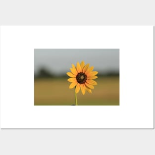 Kansas Wild Sunflower shot closeup Posters and Art